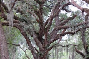Sarasota-tree-removal